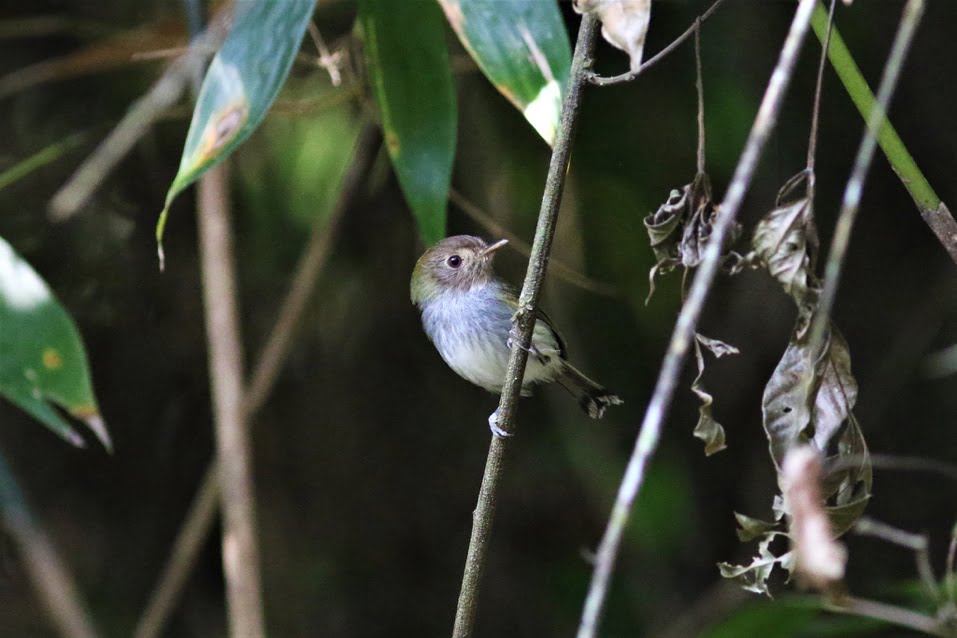 ANGELIM RAINFOREST 2