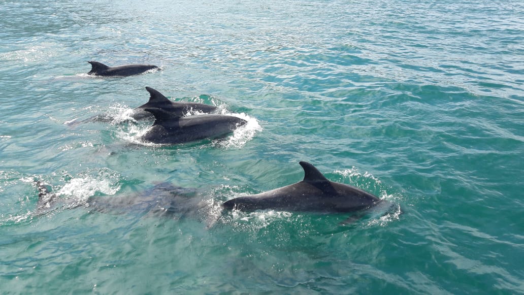 ARQUIPÉLAGO DOS ALCATRAZES 3