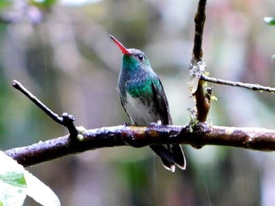 PARQUE ESTADUAL DA SERRA DO MAR 3