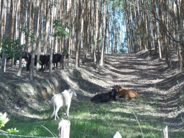 SANTA VIRGÍNIA – CATUÇABA – 3