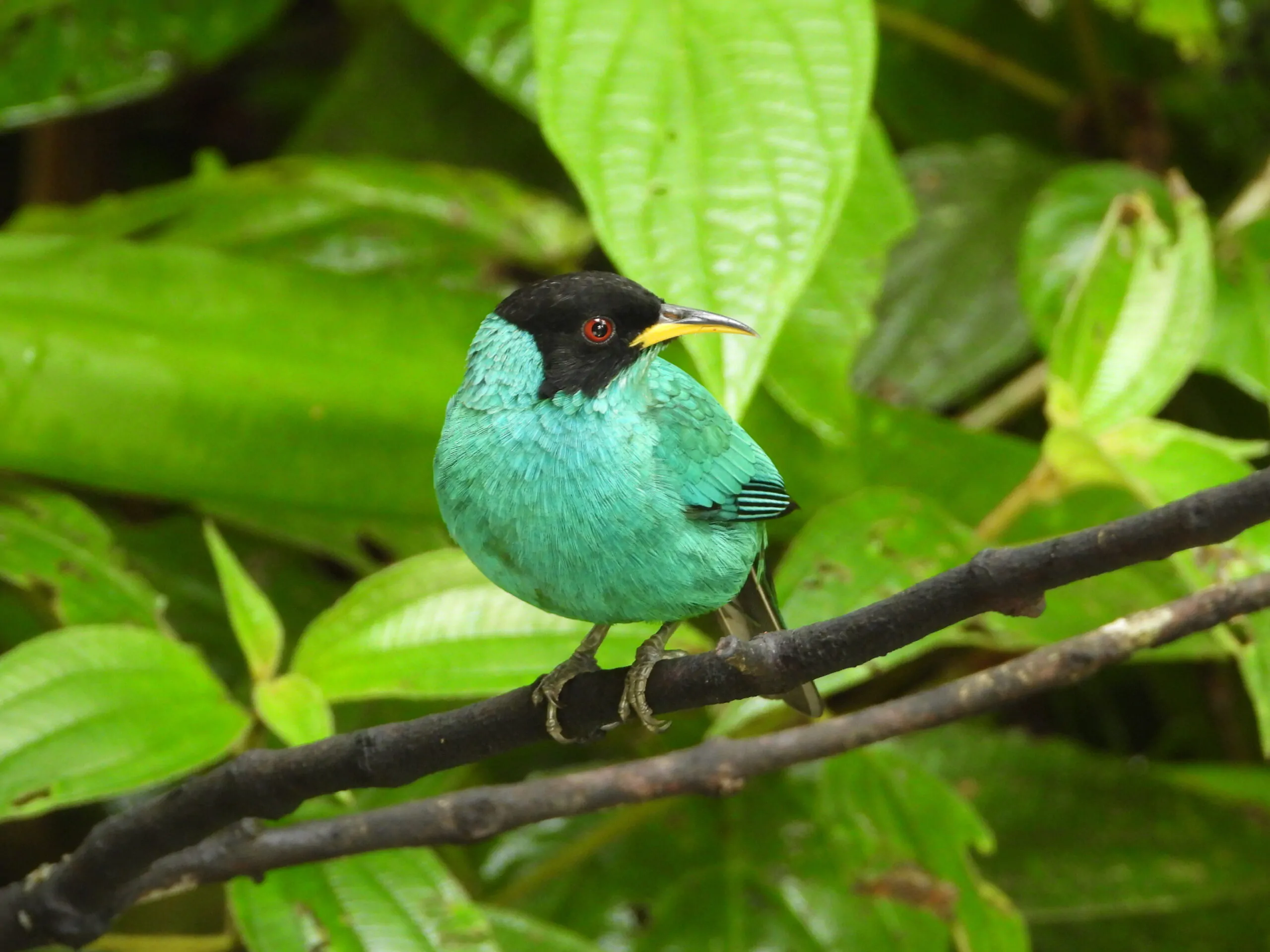 Pássaro em um galho