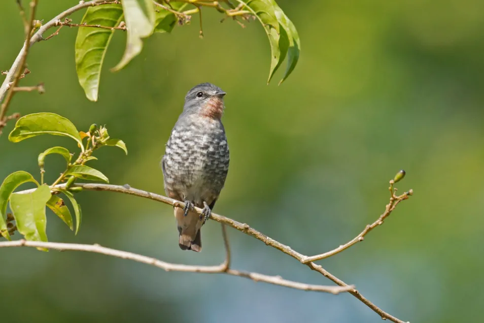 ANGELIM RAINFOREST 1