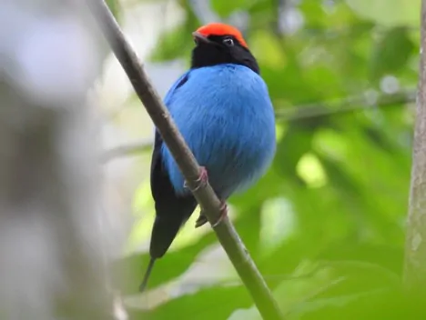 ANGELIM RAINFOREST 3