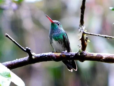 PARQUE ESTADUAL DA SERRA DO MAR 3