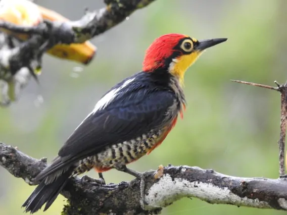 POUSADA OIKÓS – CATUÇABA 1