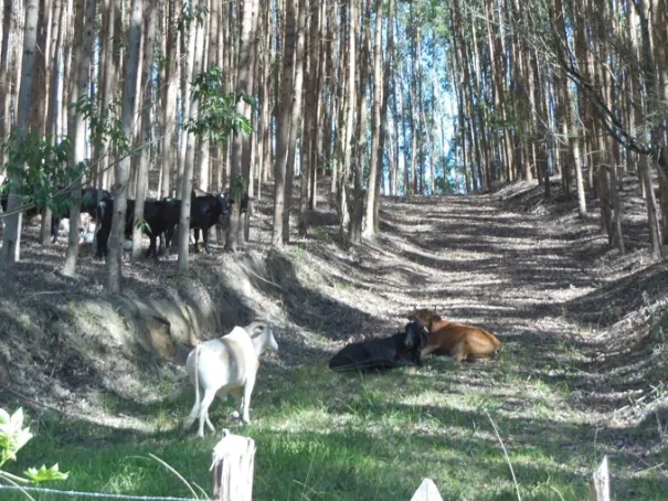 SANTA VIRGÍNIA – CATUÇABA – 3